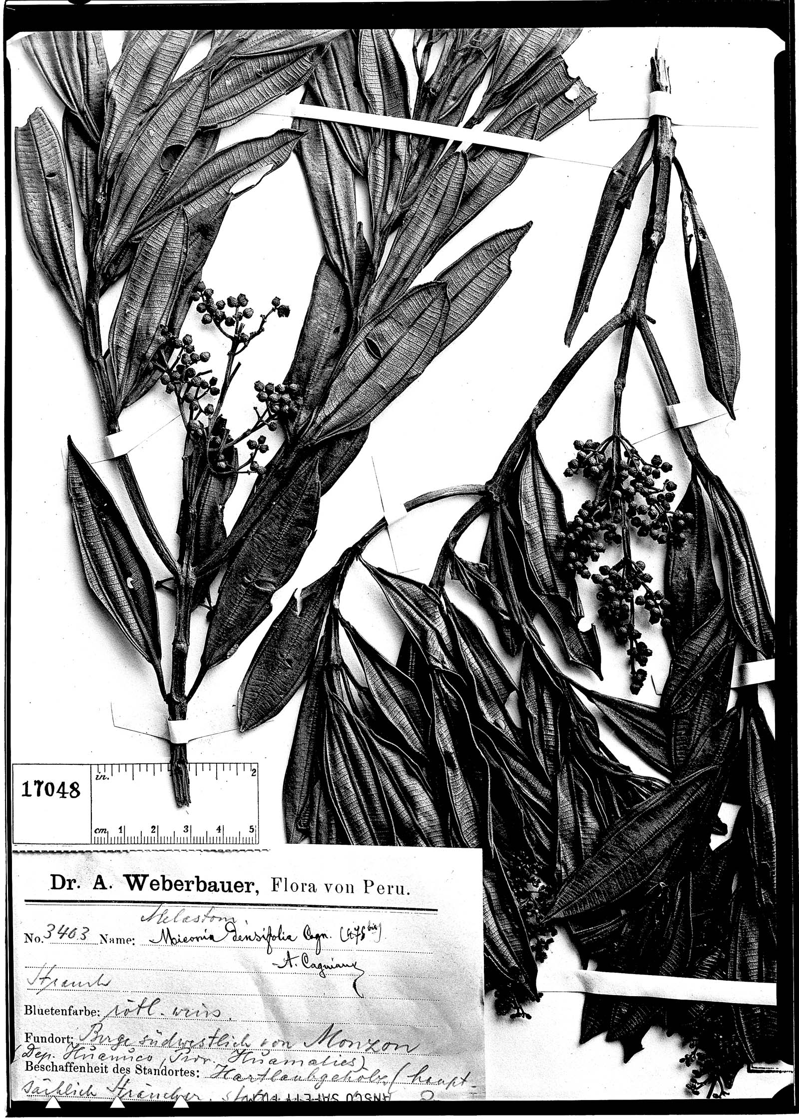Miconia densifolia image