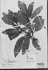 Tococa erythrophylla image
