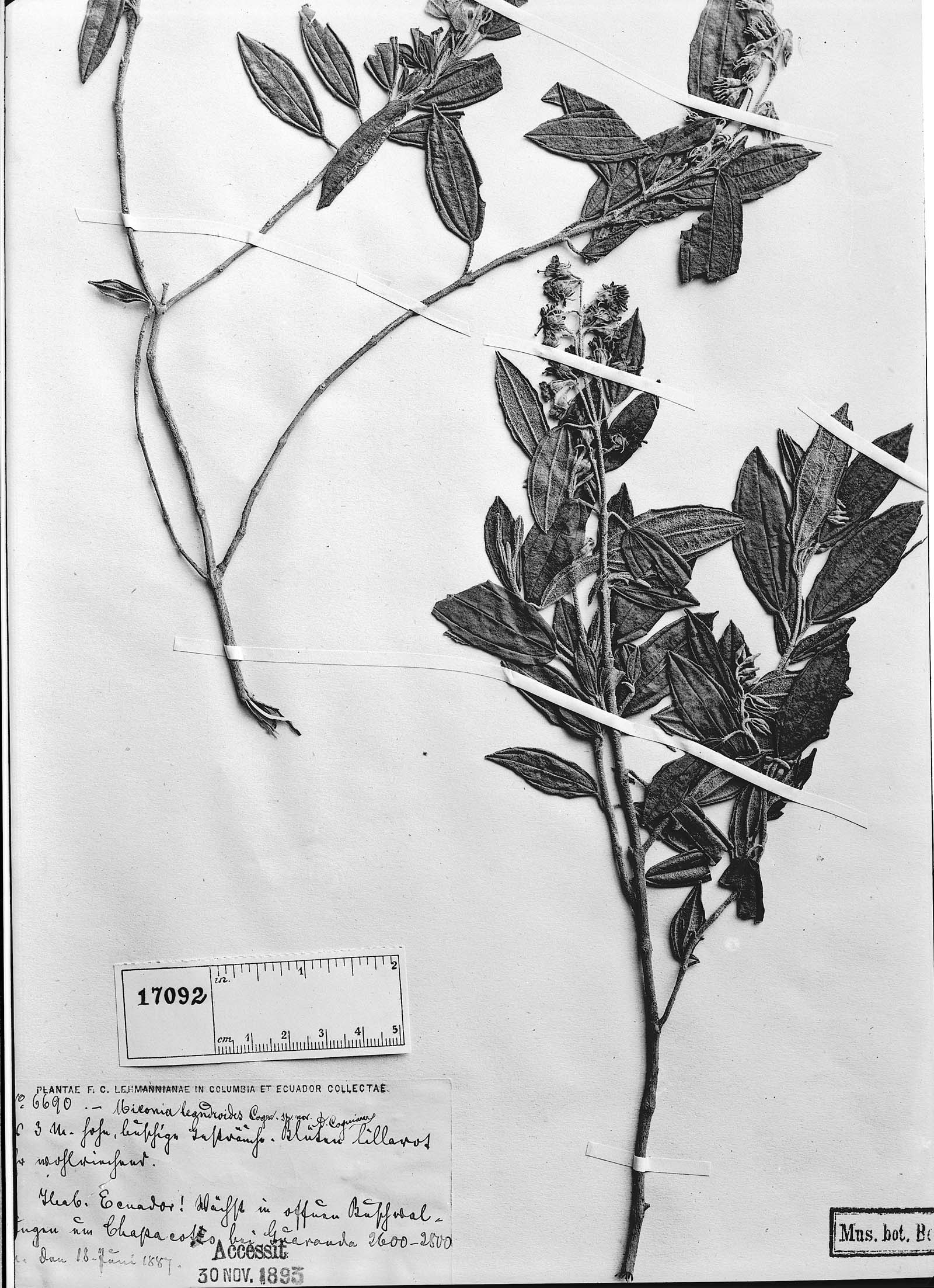 Miconia leandroides image