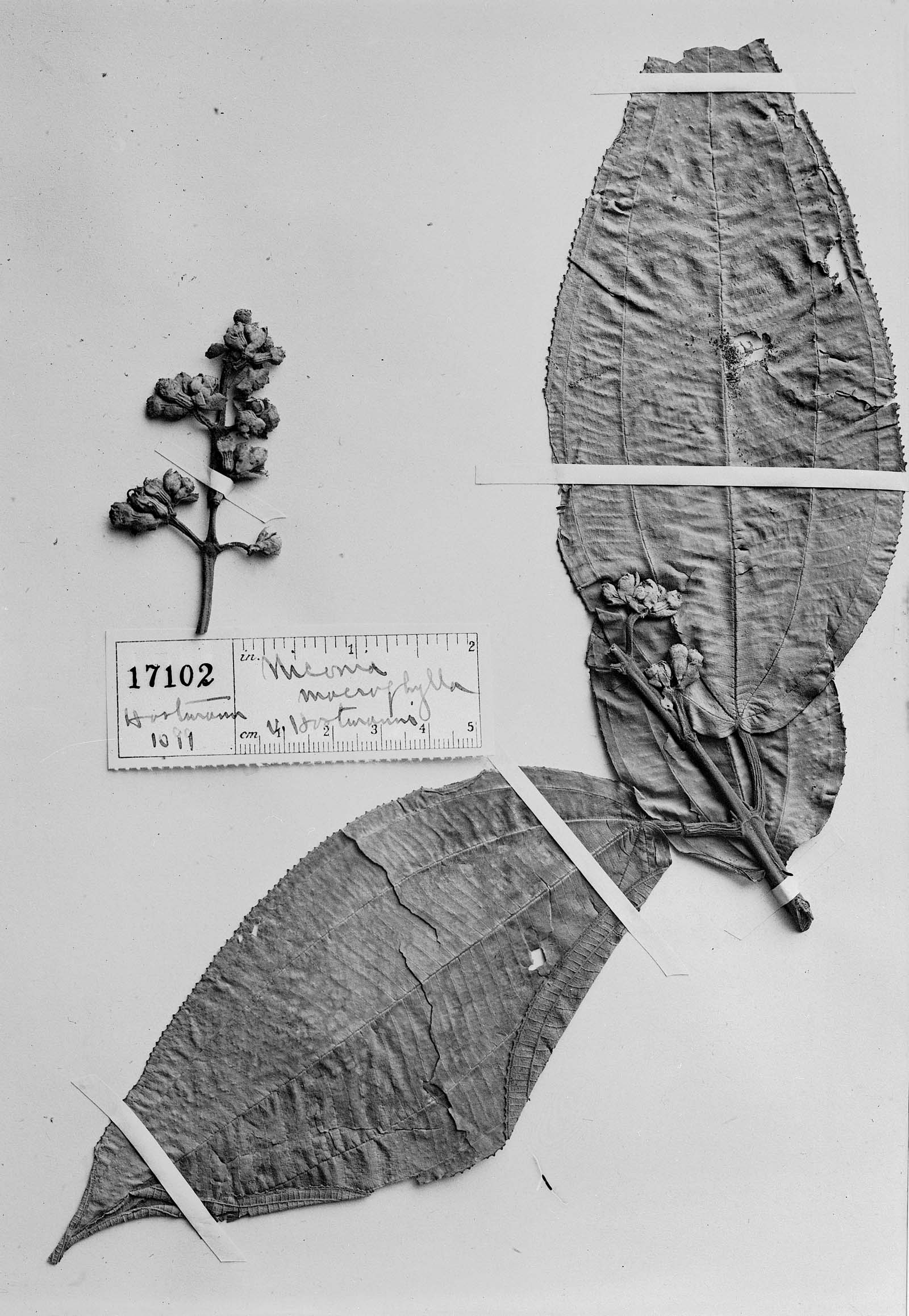 Miconia macrophylla image