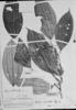 Miconia micrantha image