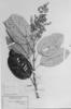 Miconia ovalifolia image