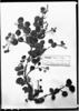Miconia rotundifolia image