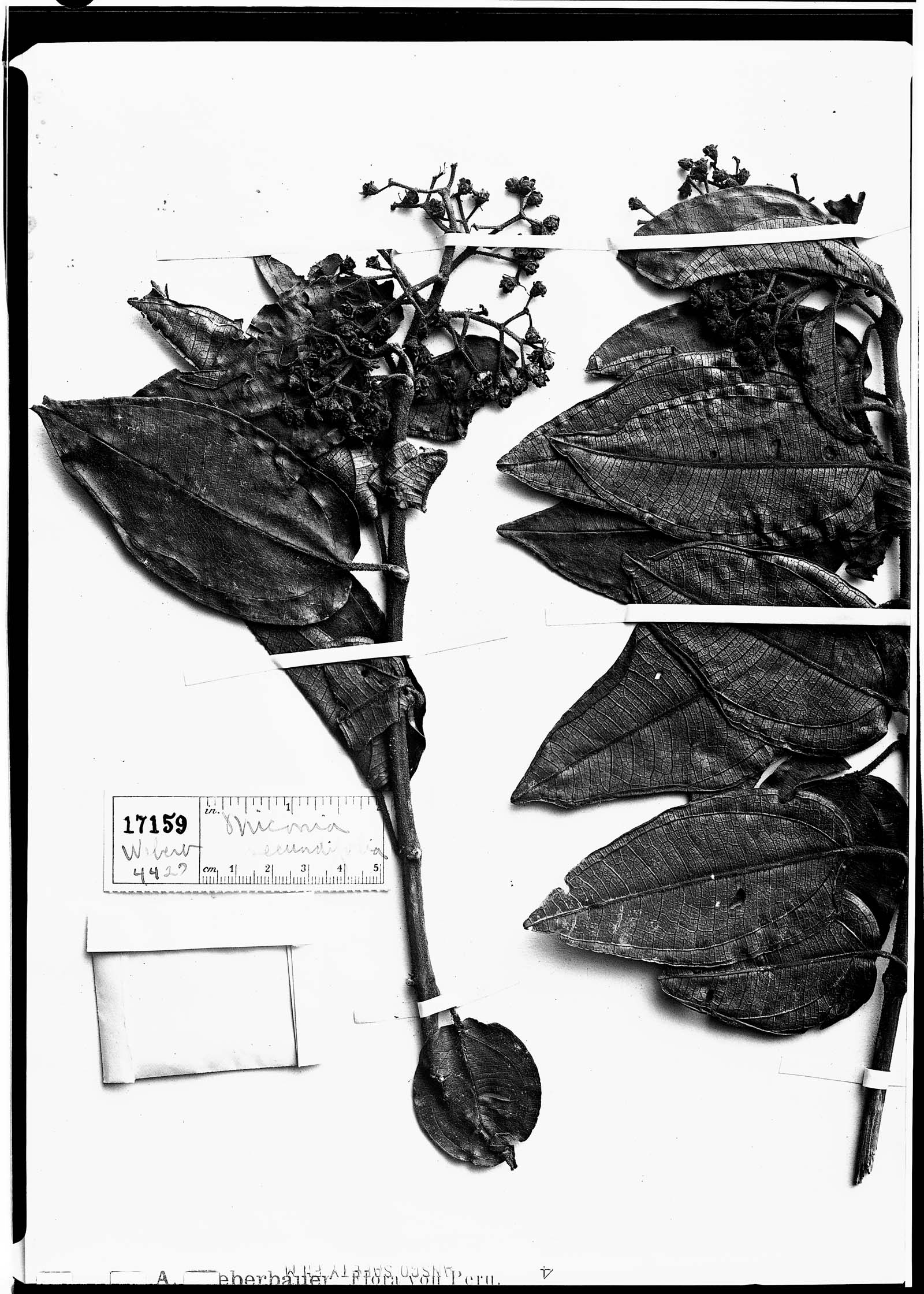Miconia secundifolia image