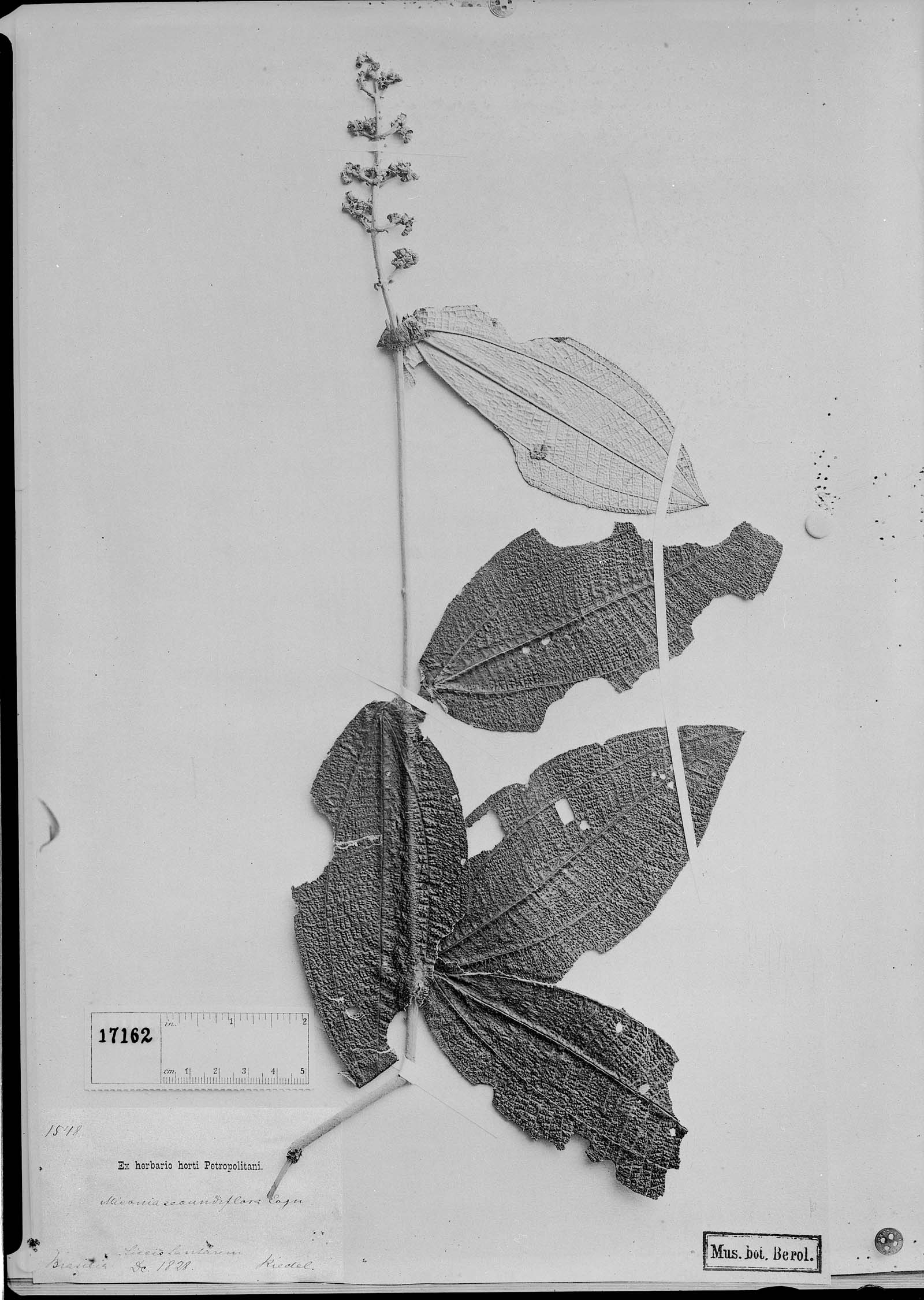 Miconia secundiflora image