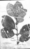 Clidemia juruensis image