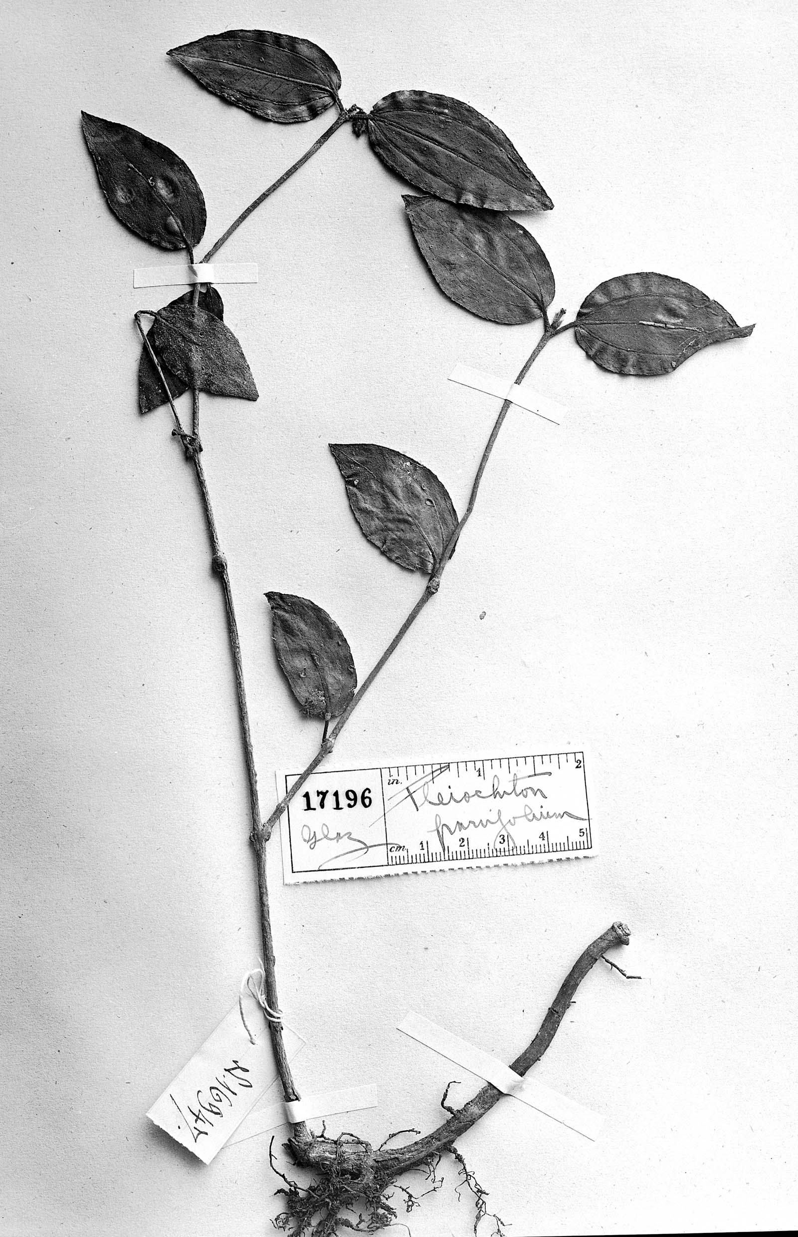 Pleiochiton parvifolium image
