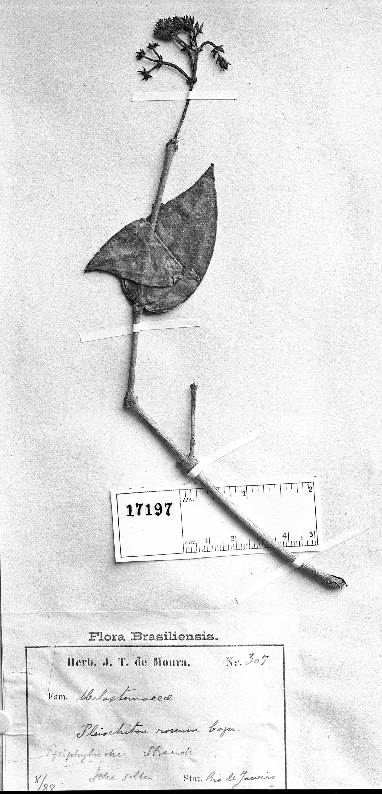 Pleiochiton roseum image
