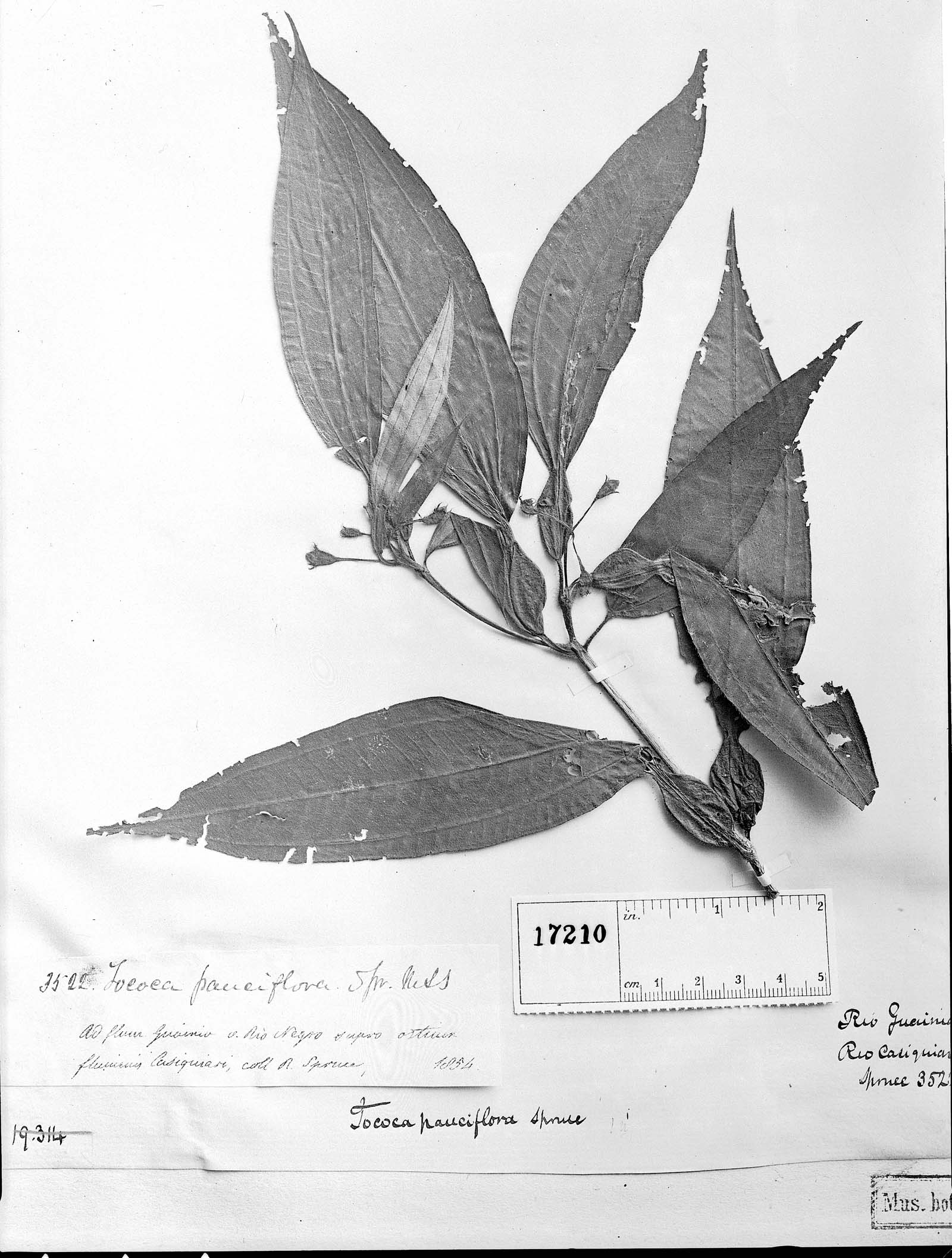 Tococa pauciflora image