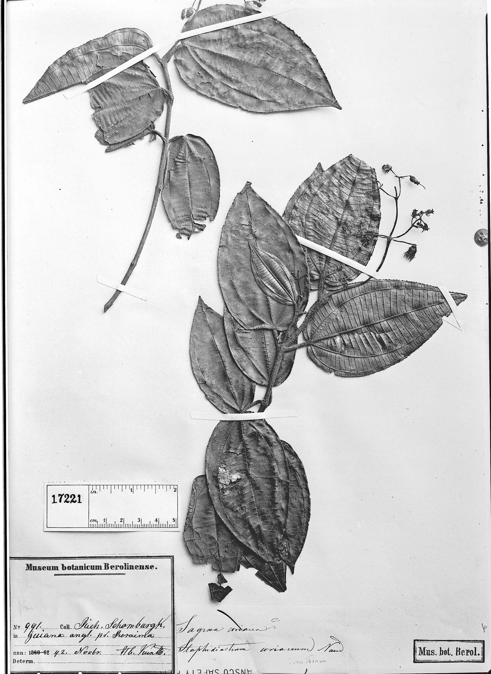 Clidemia tepuiensis image