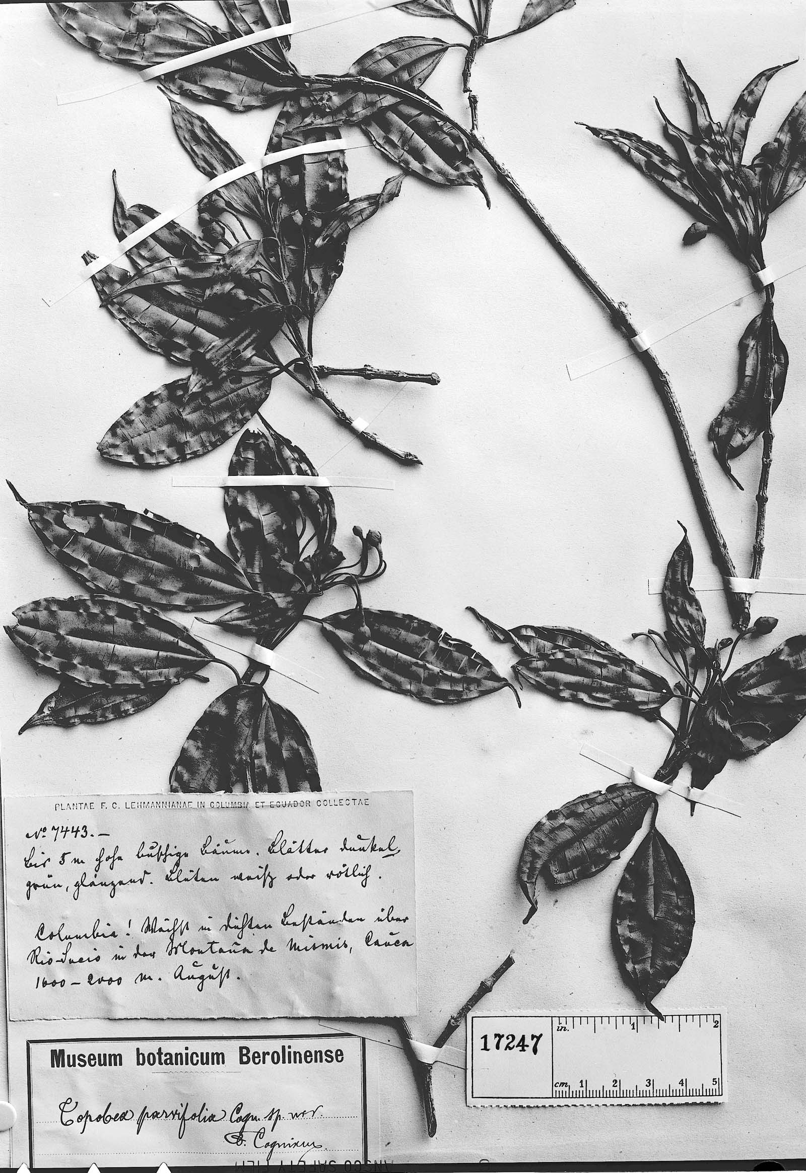 Topobea parvifolia image