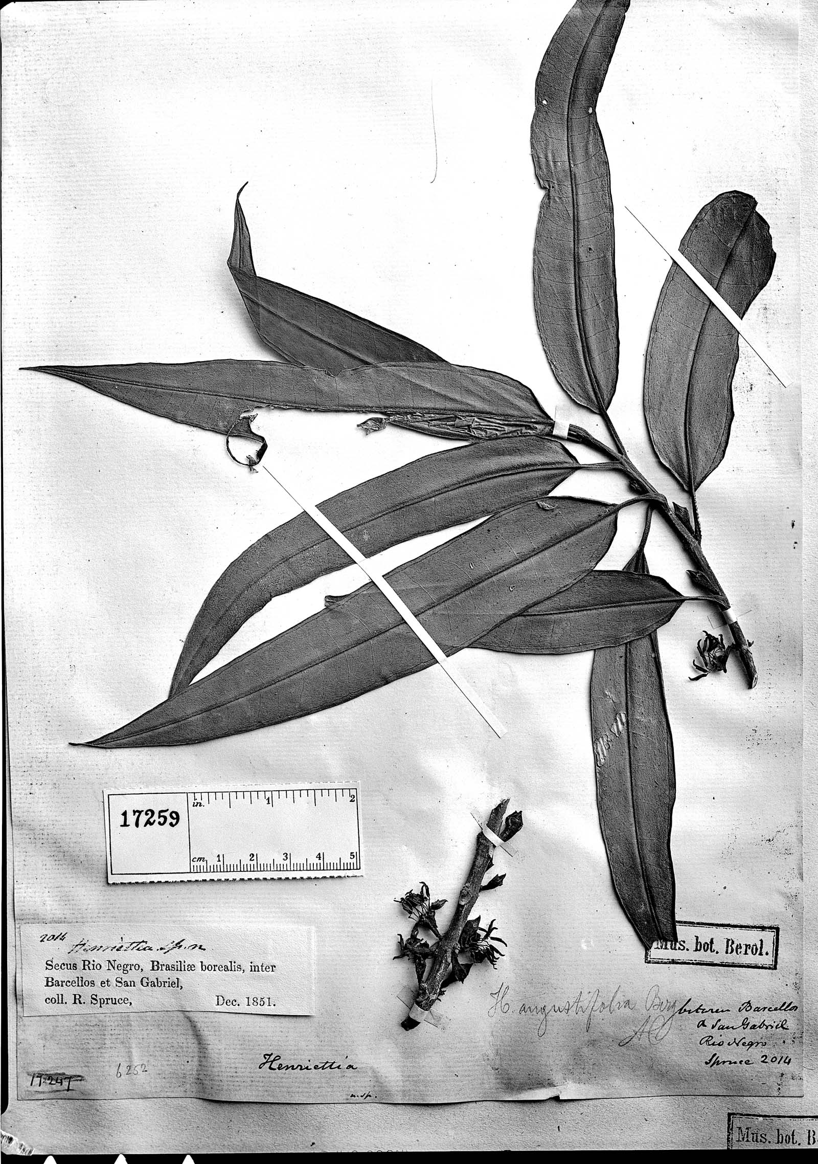 Henriettea angustifolia image