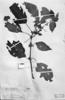 Ossaea confertiflora image