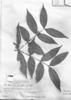 Mouriri pauciflora image