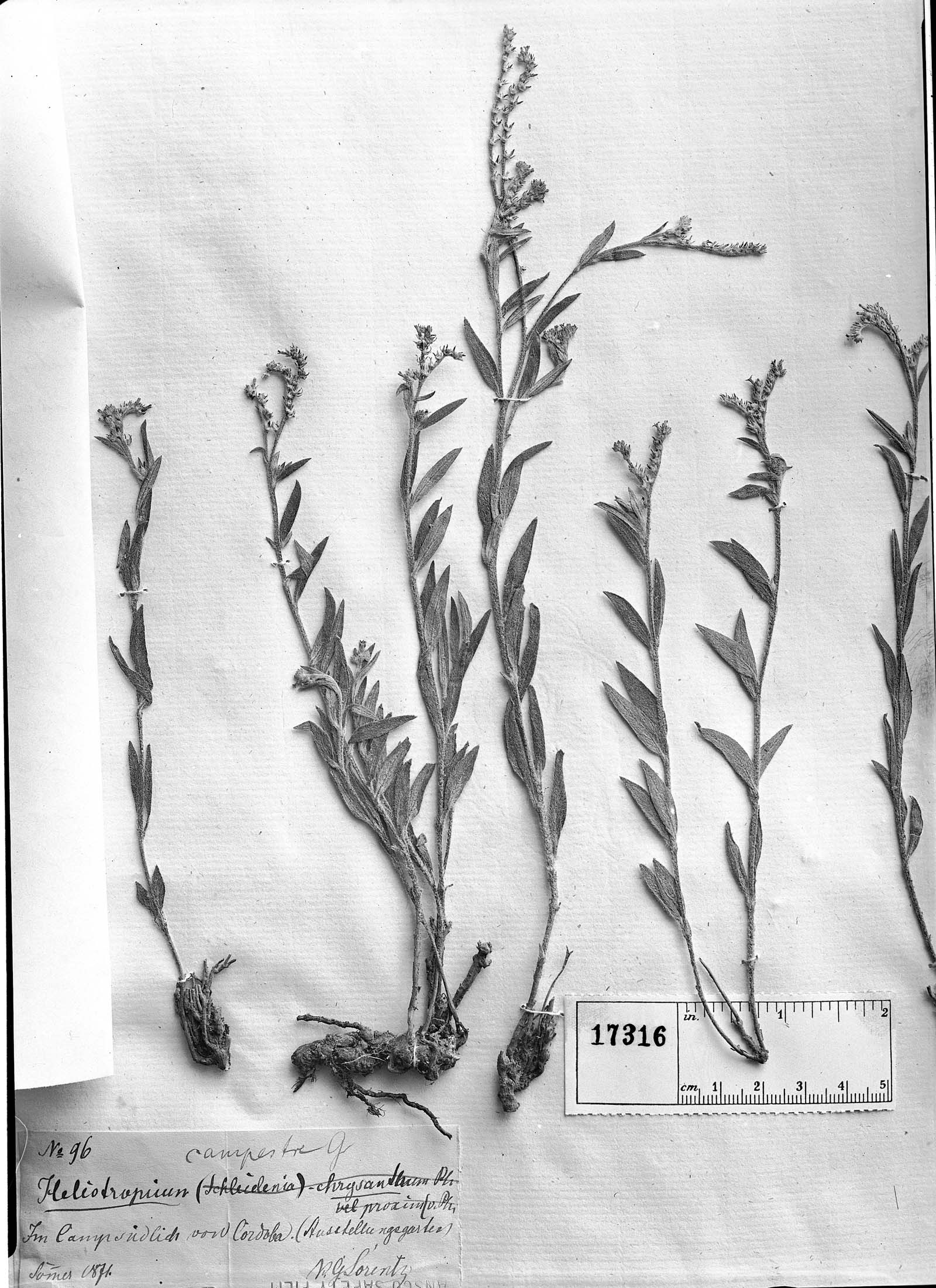 Heliotropium campestre image