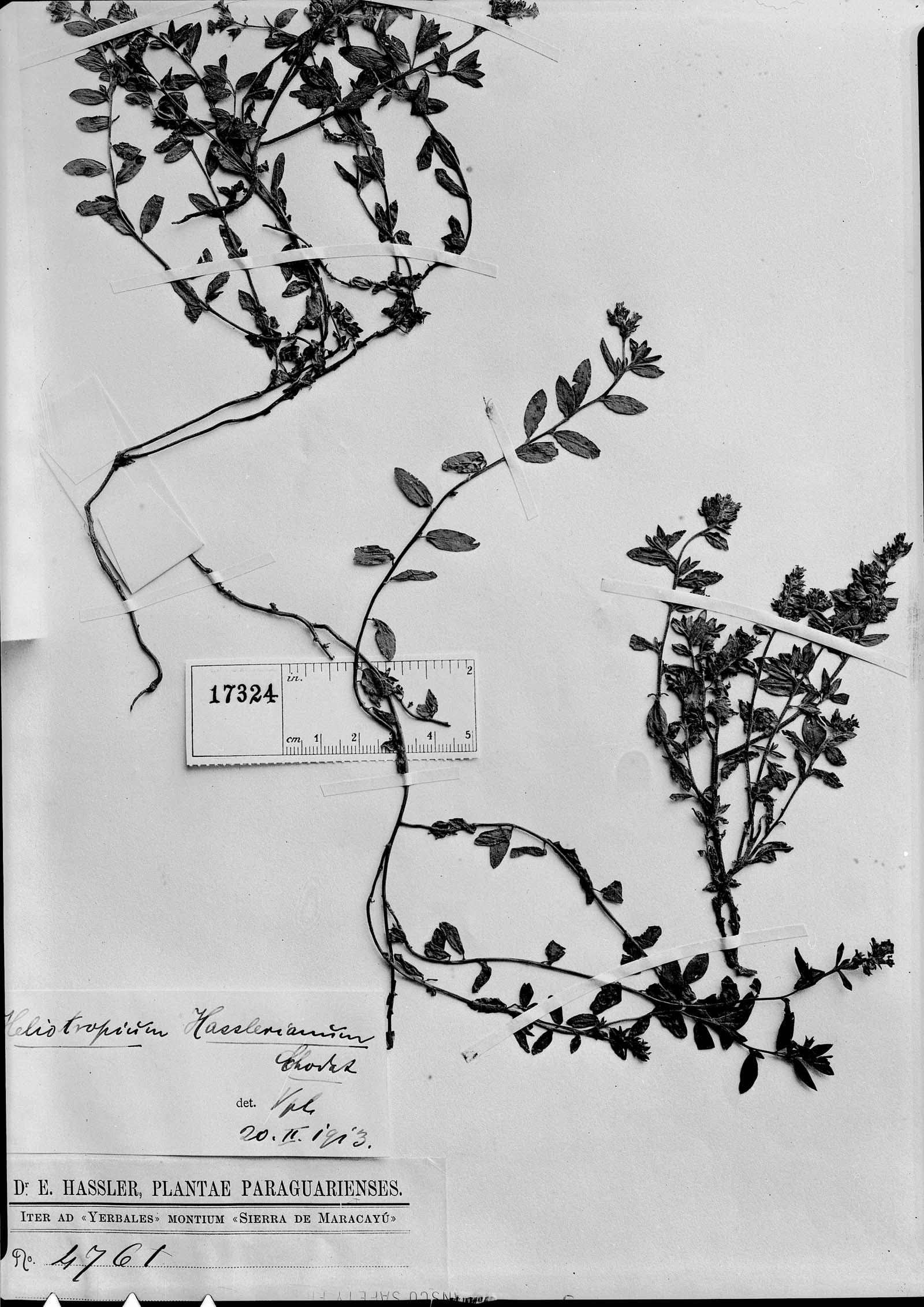 Euploca hassleriana image