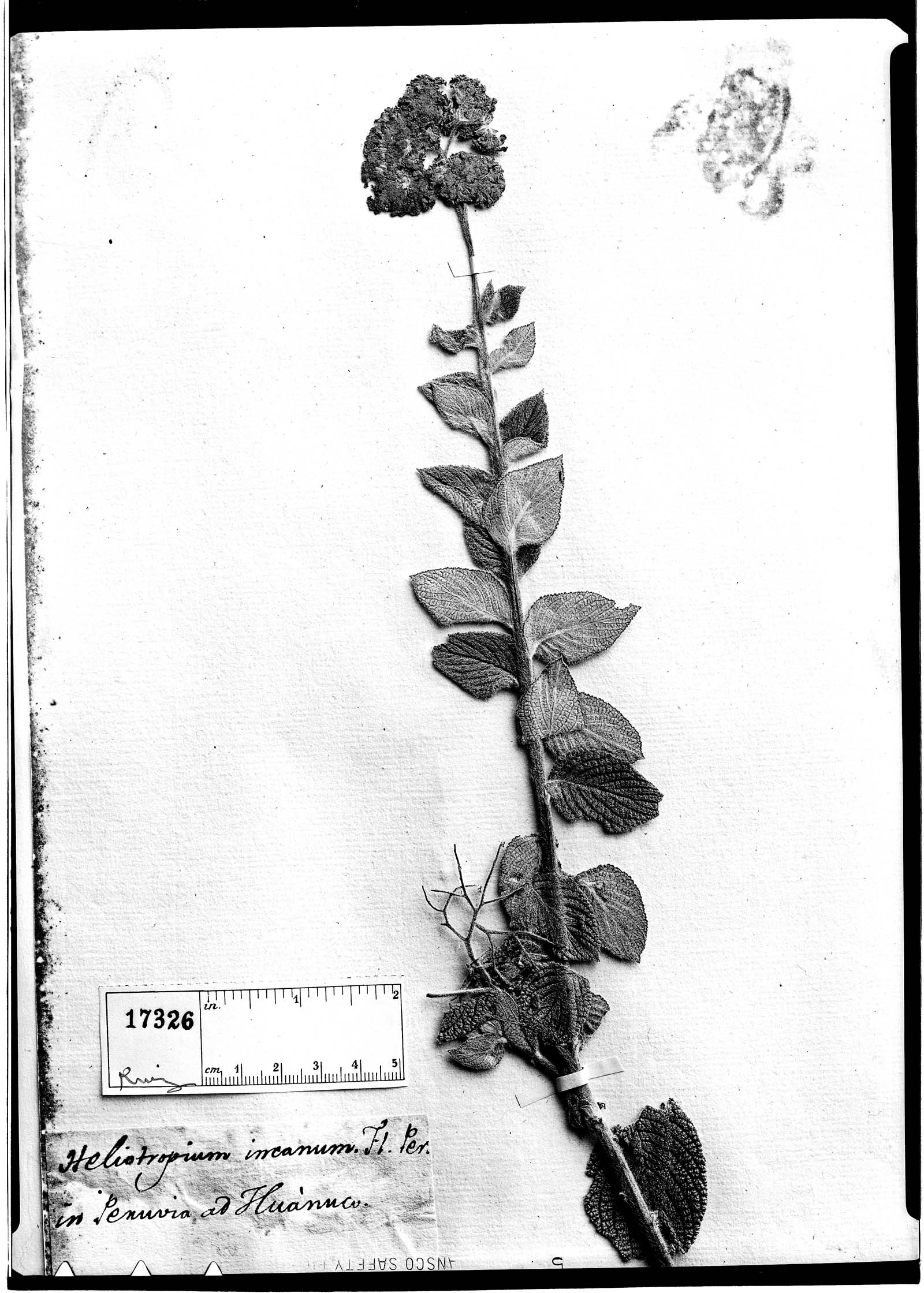 Heliotropium incanum image