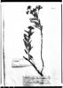 Heliotropium lanceolatum image
