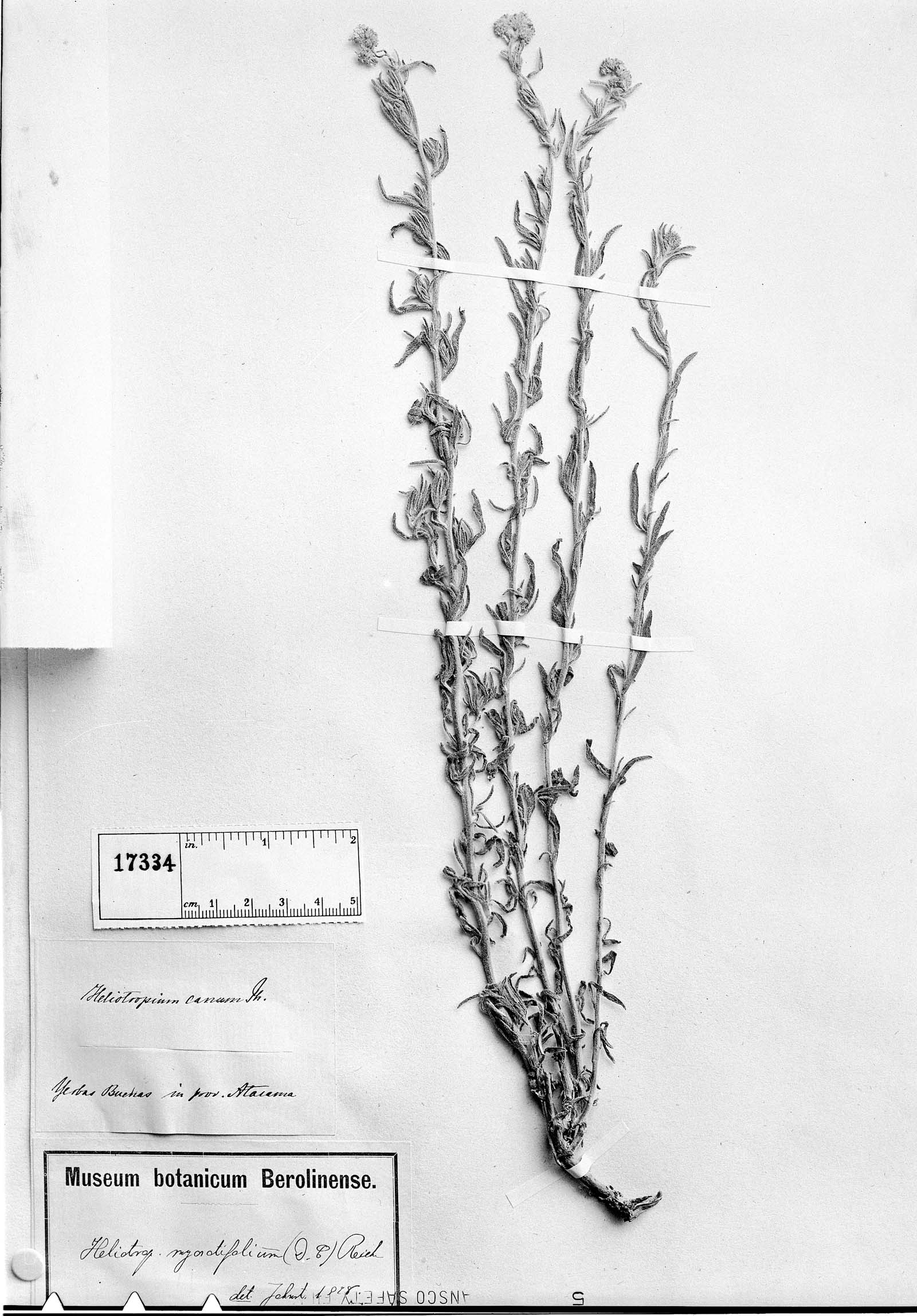 Heliotropium myosotifolium image