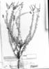 Heliotropium phylicoides image