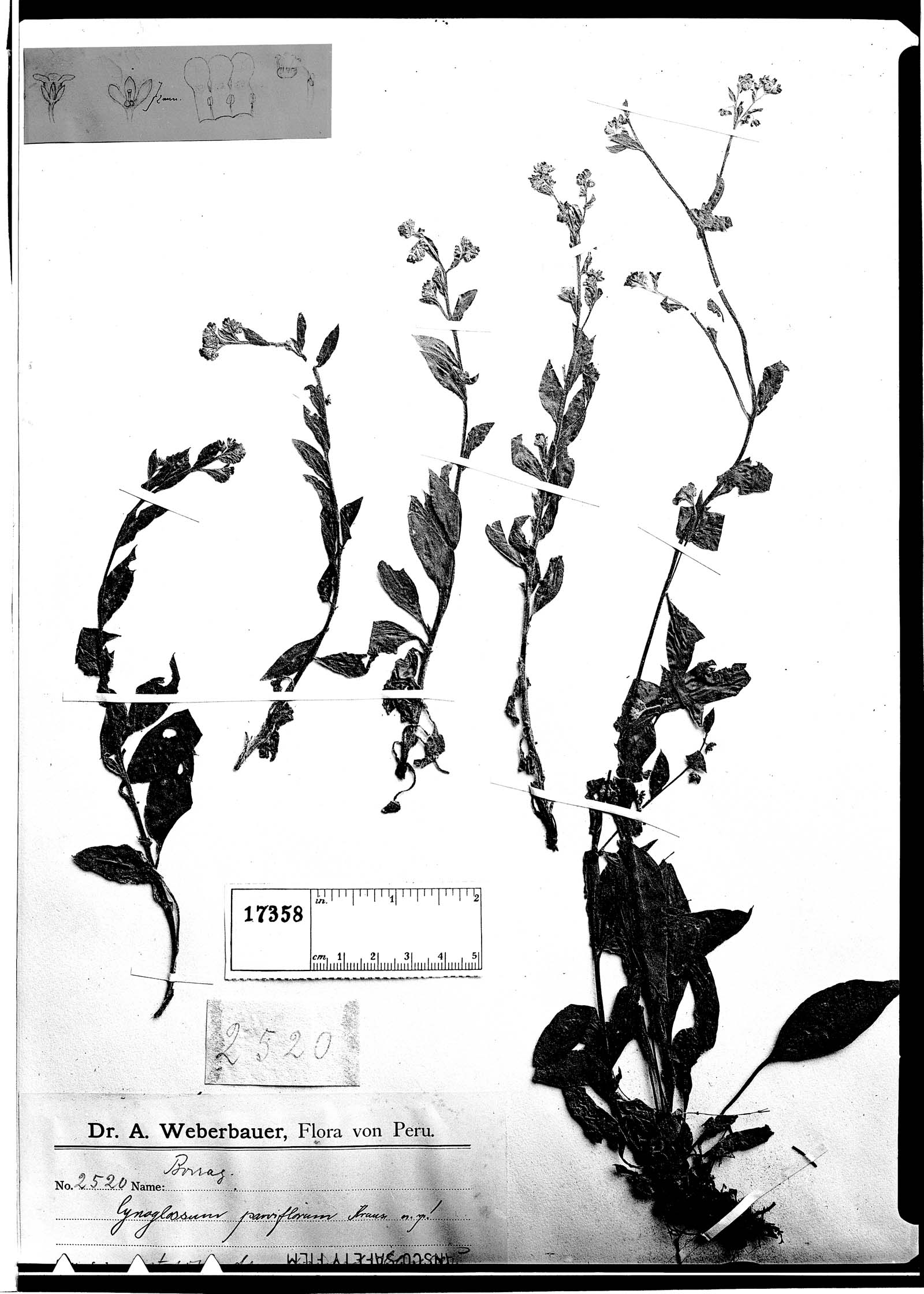 Hackelia parviflora image