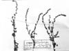Plagiobothrys calandrinioides image