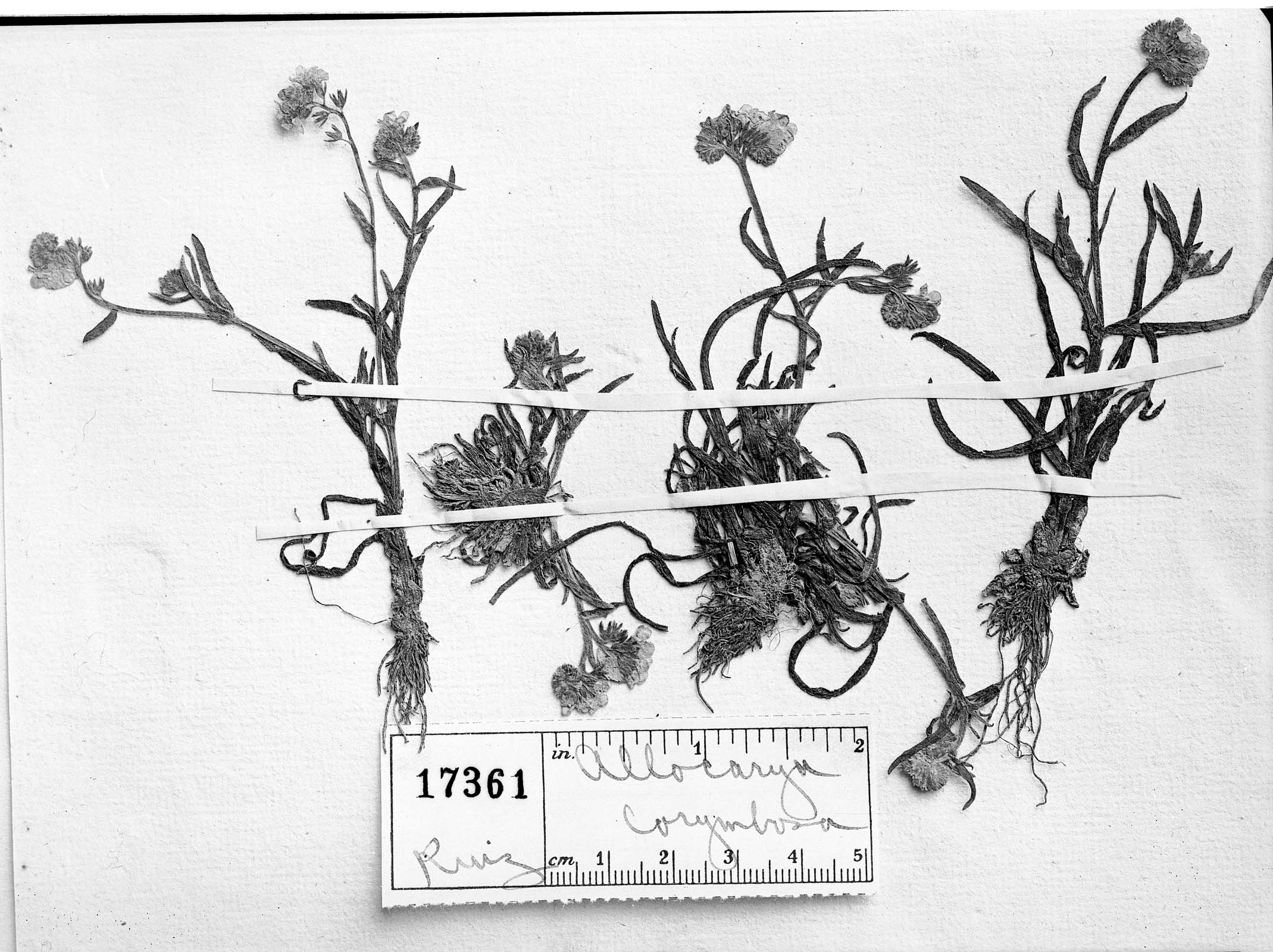 Plagiobothrys corymbosus image