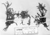 Plagiobothrys humilis image