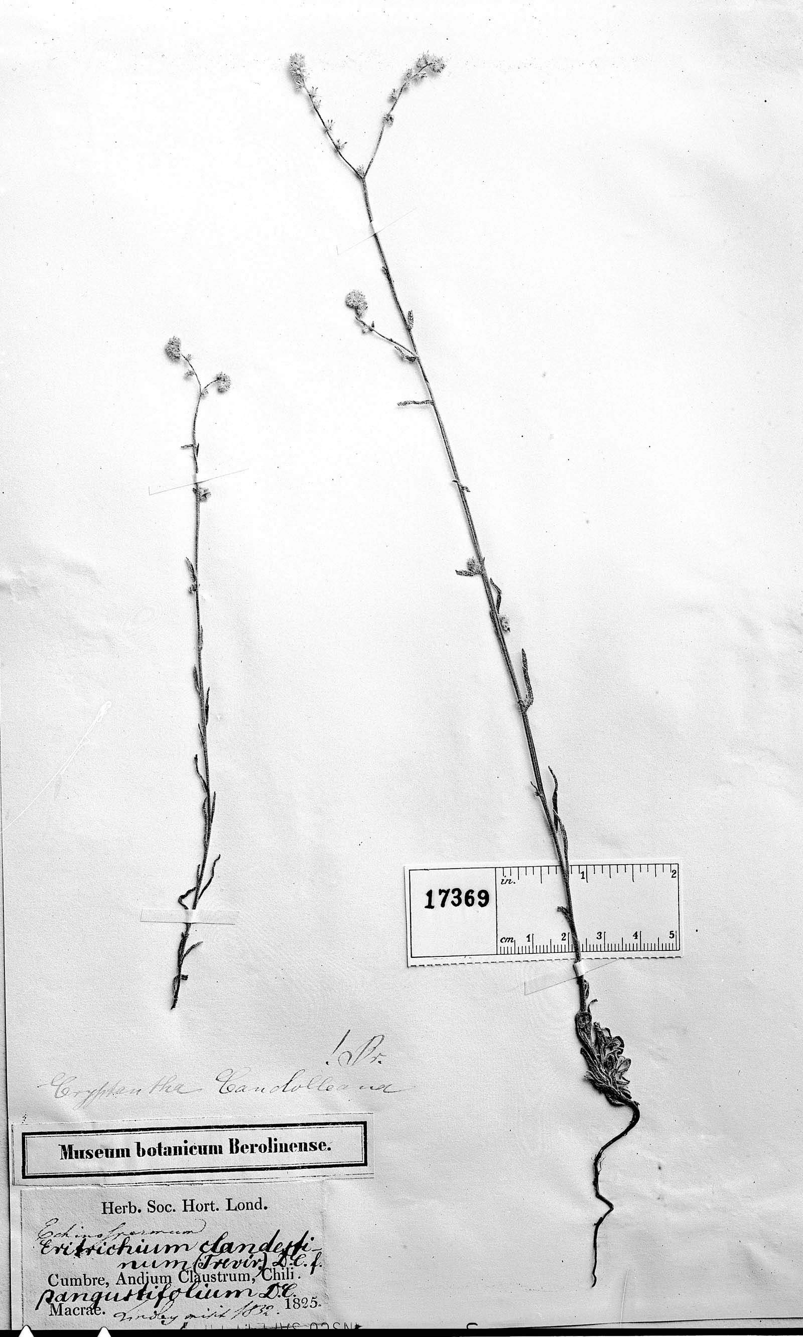 Cryptantha glomerata subsp. glomerata image