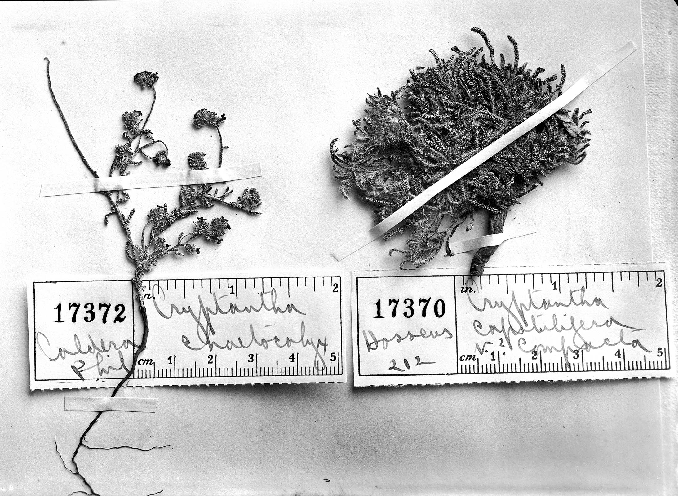 Cryptantha capituliflora image