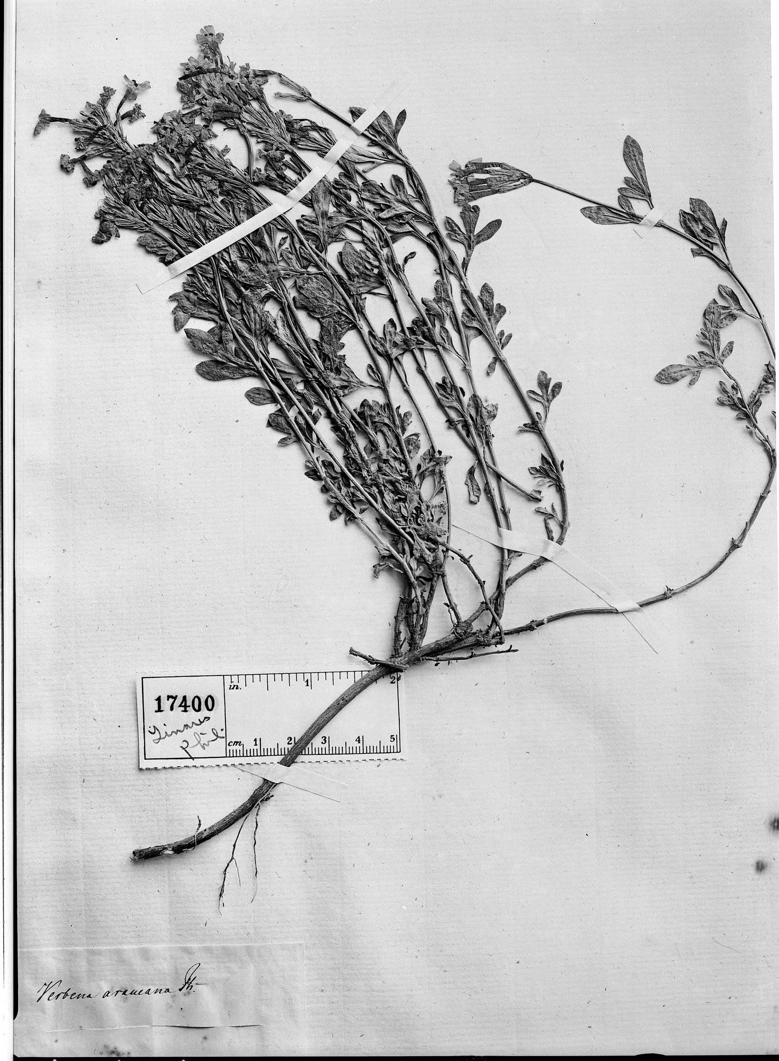 Glandularia araucana image