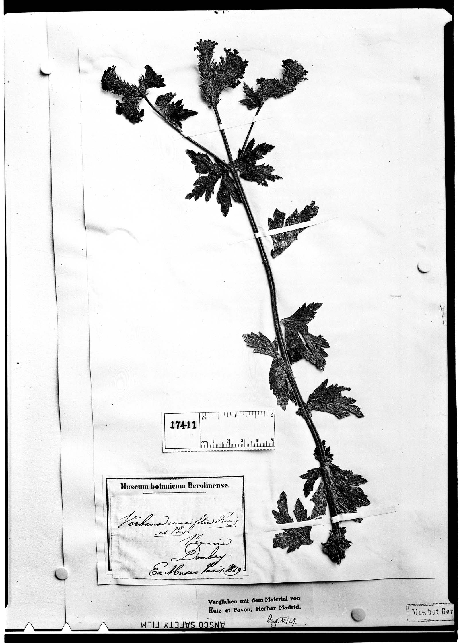 Verbena cuneifolia image