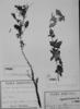 Mulguraea ligustrina var. lorentzii image