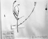 Verbena montevidensis image