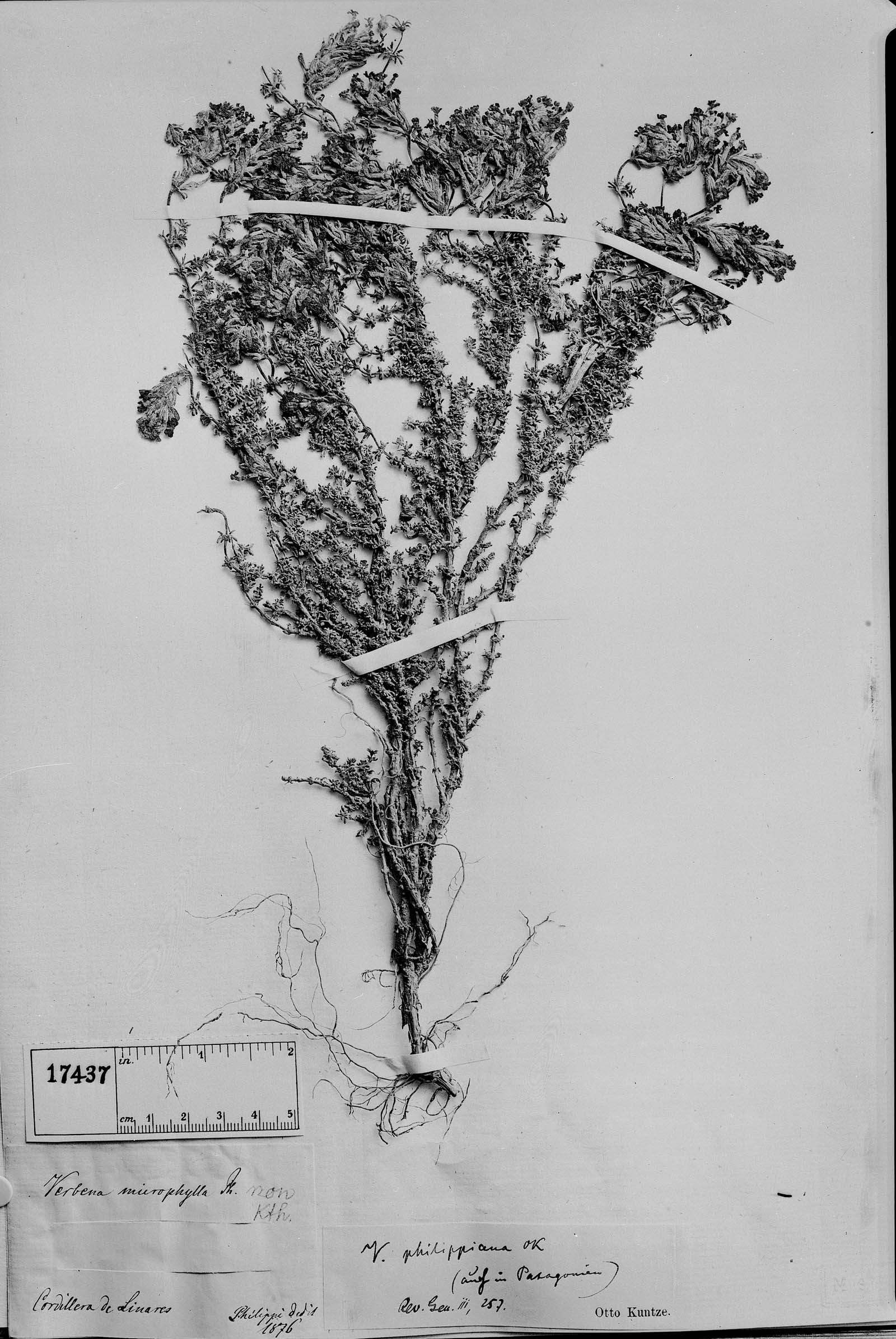 Junellia tridactylites image