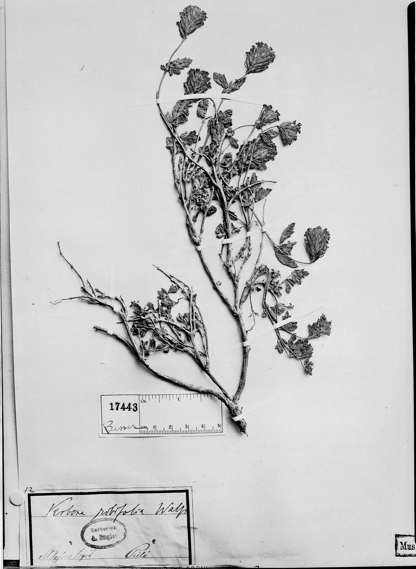 Verbena ribifolia image