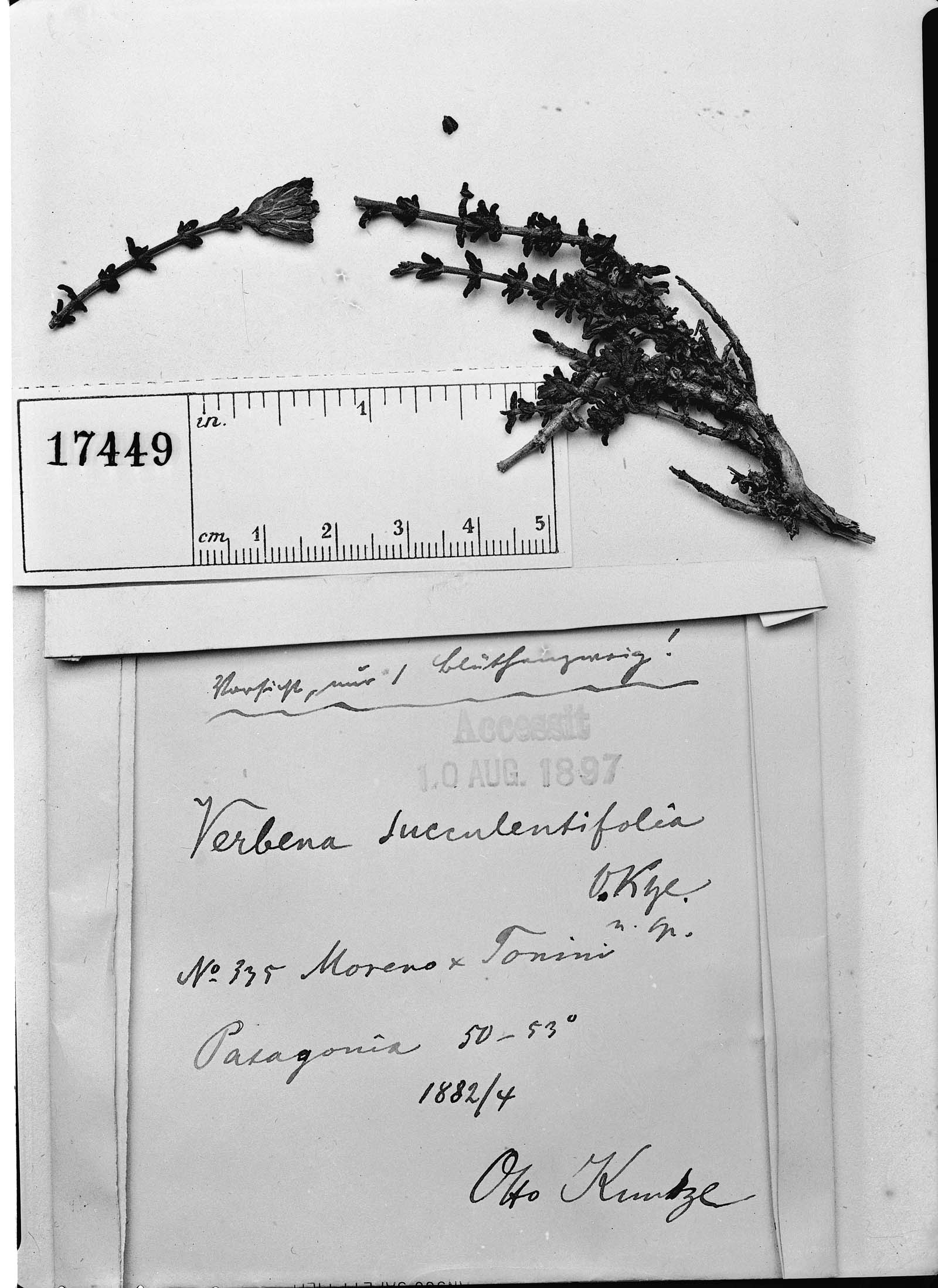 Junellia succulentifolia image