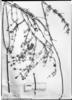 Glandularia thymoides image