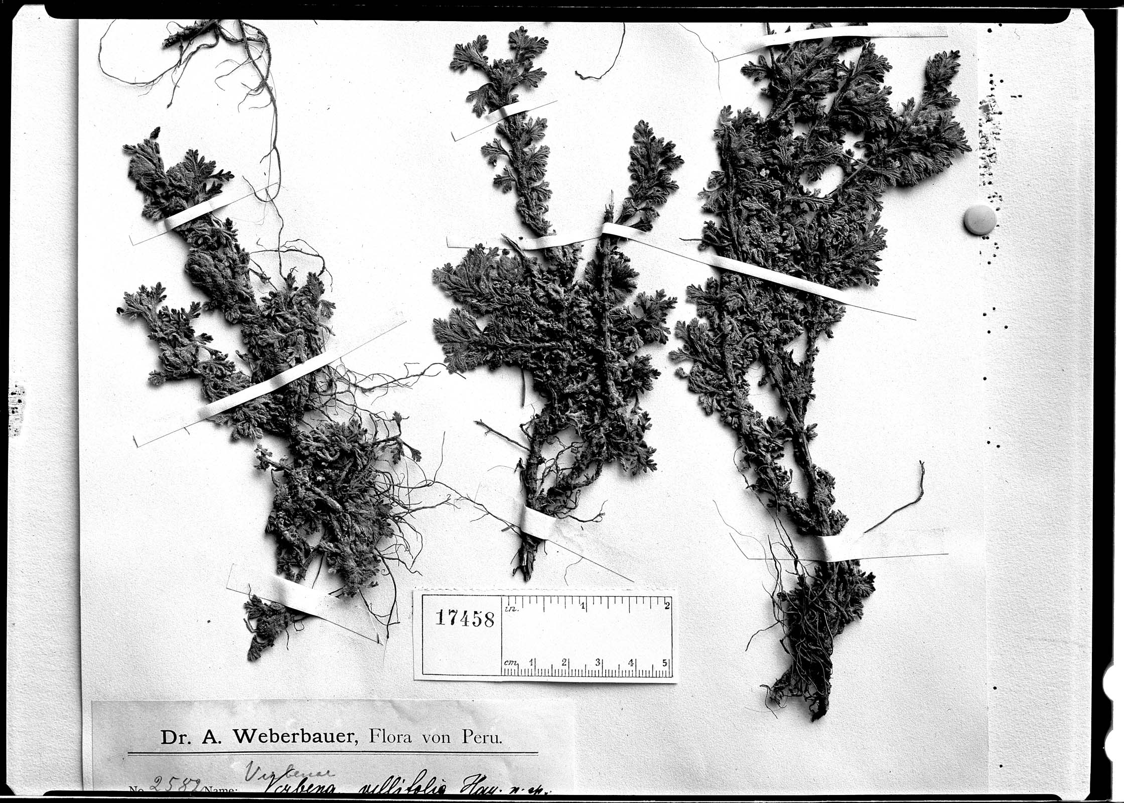 Verbena villifolia image