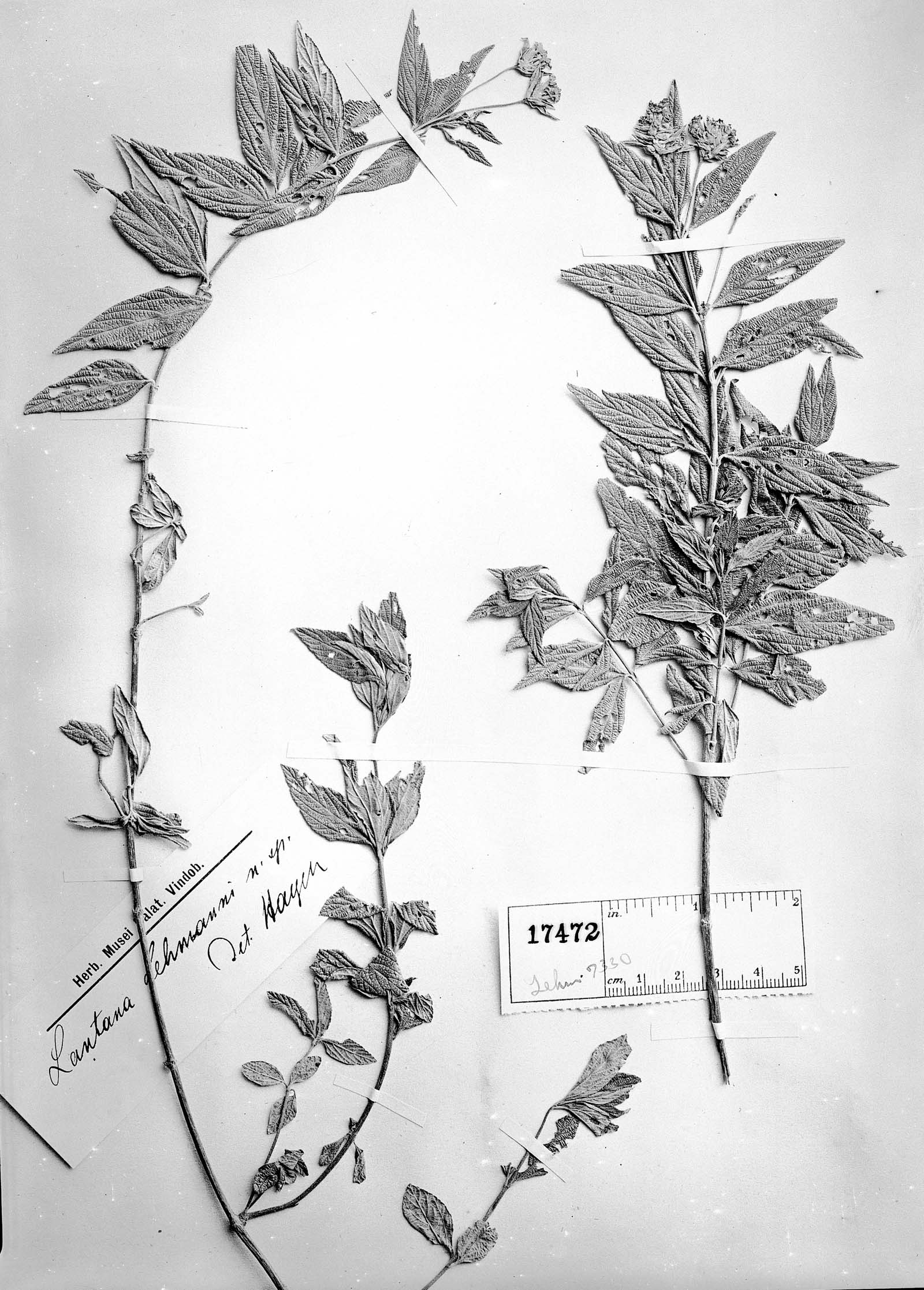 Lantana salicifolia image
