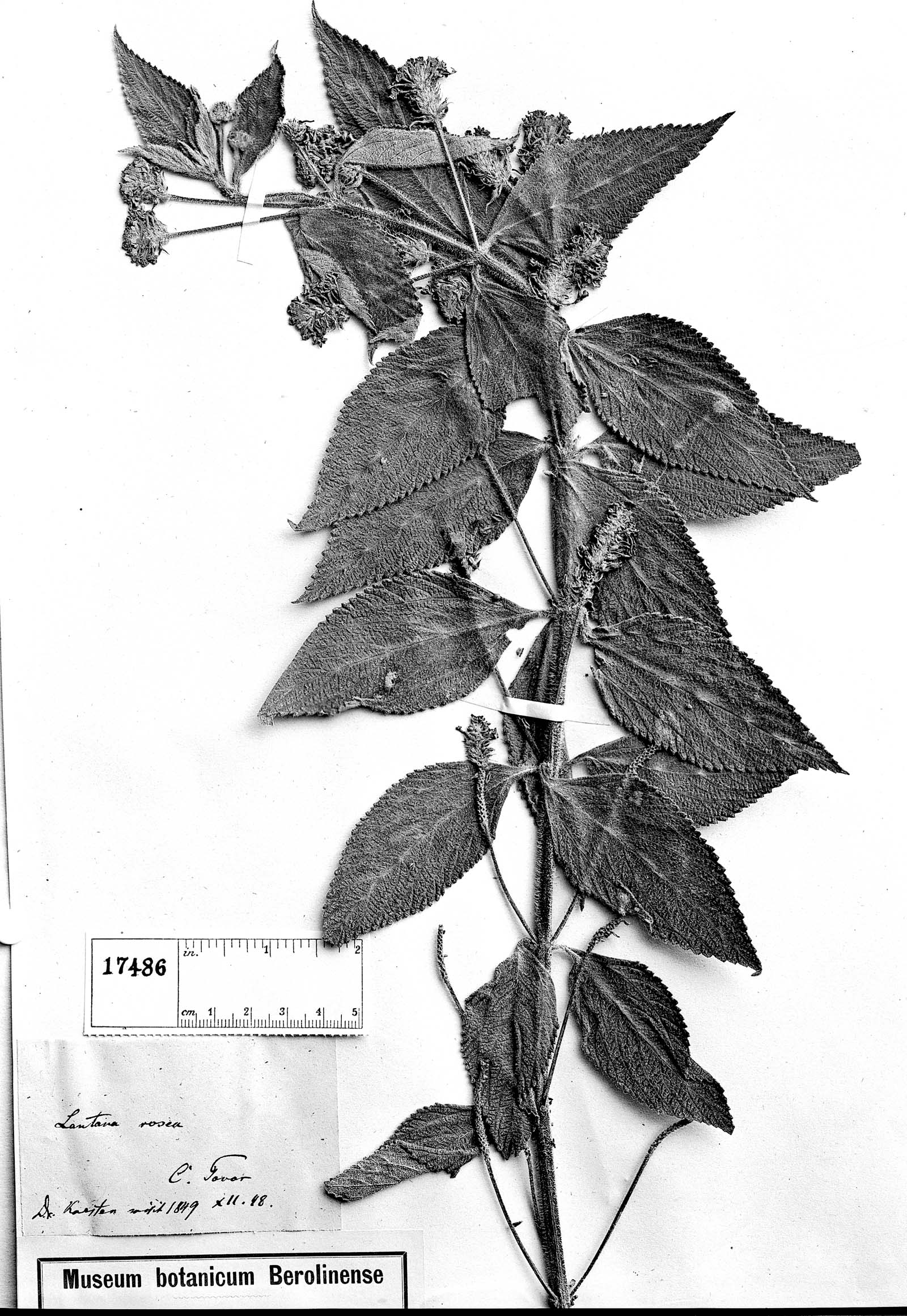 Lantana reticulata image