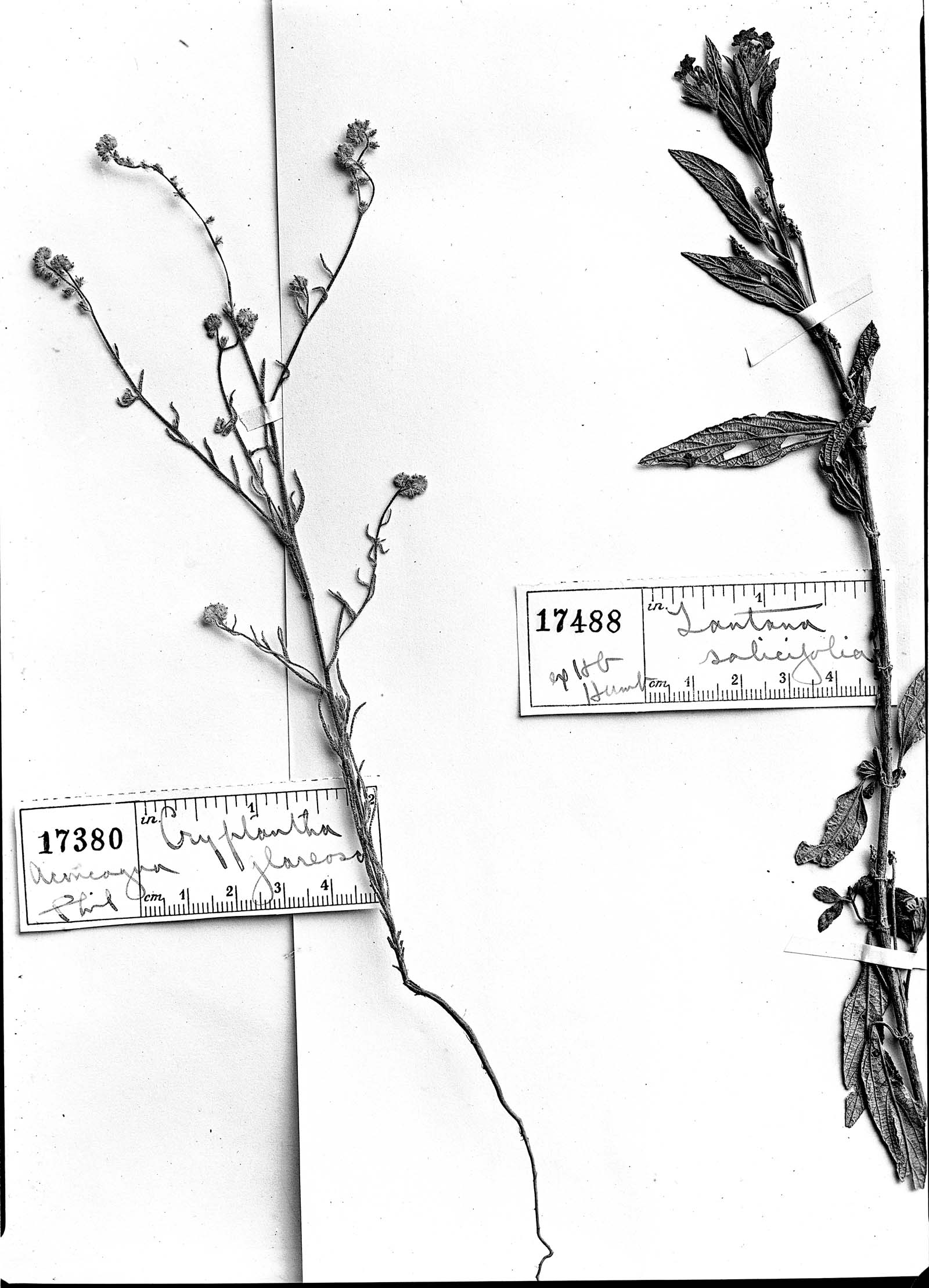 Lantana salicifolia image