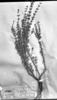 Acantholippia seriphioides image