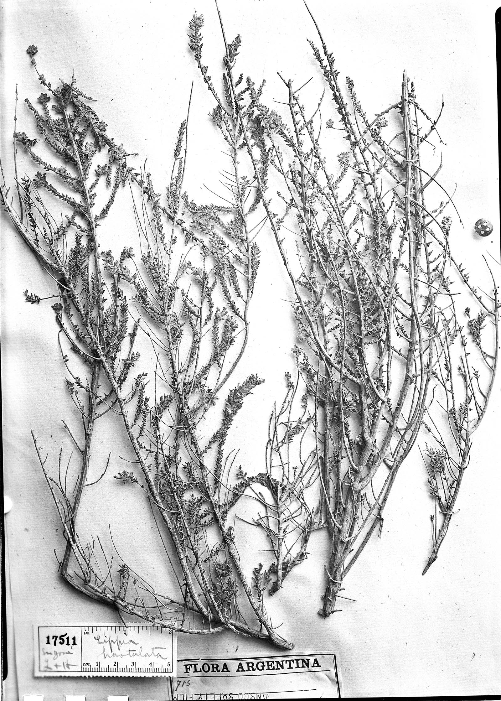Aloysia salsoloides image