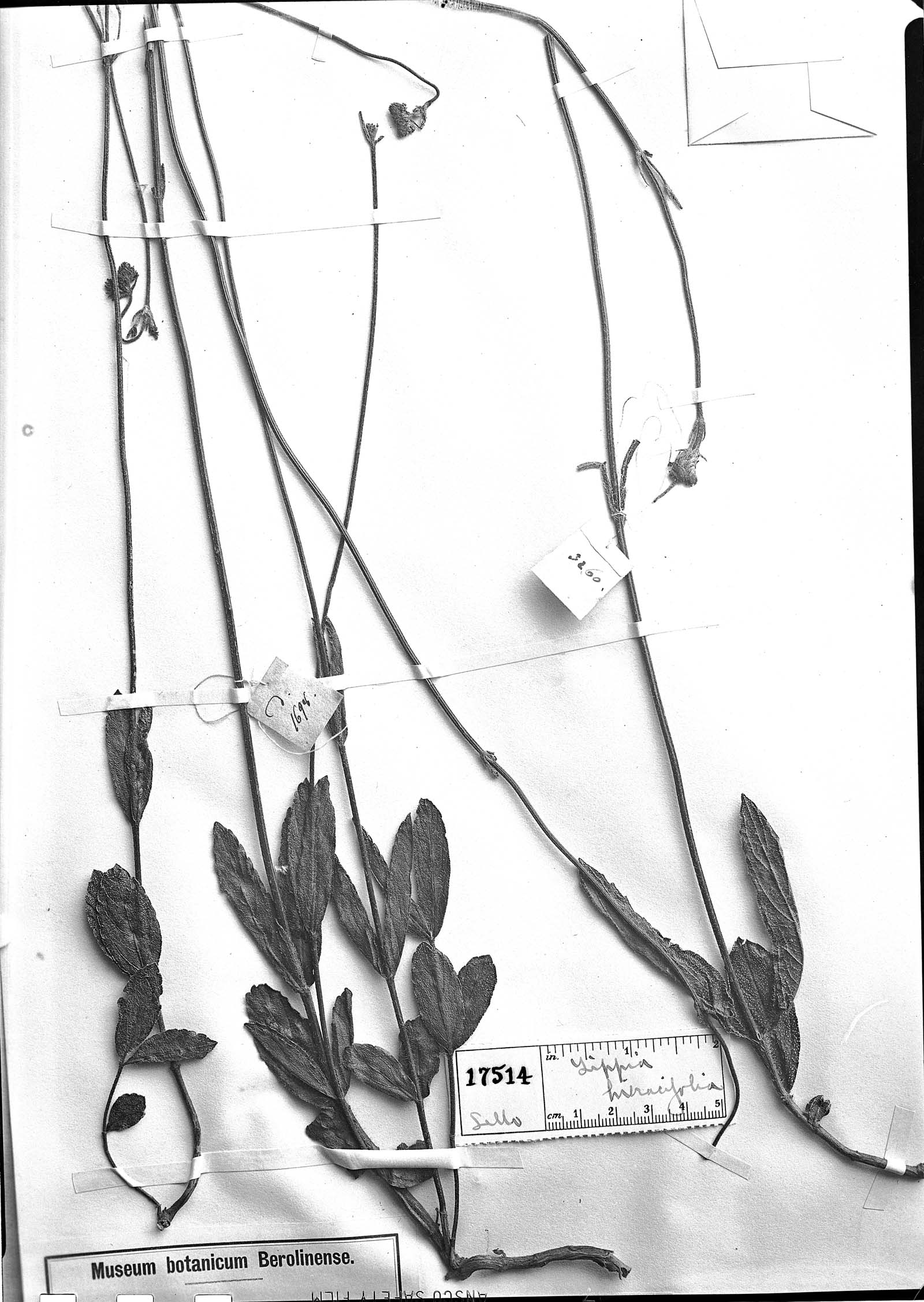 Lippia hieracifolia image
