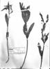 Lippia turnerifolia image