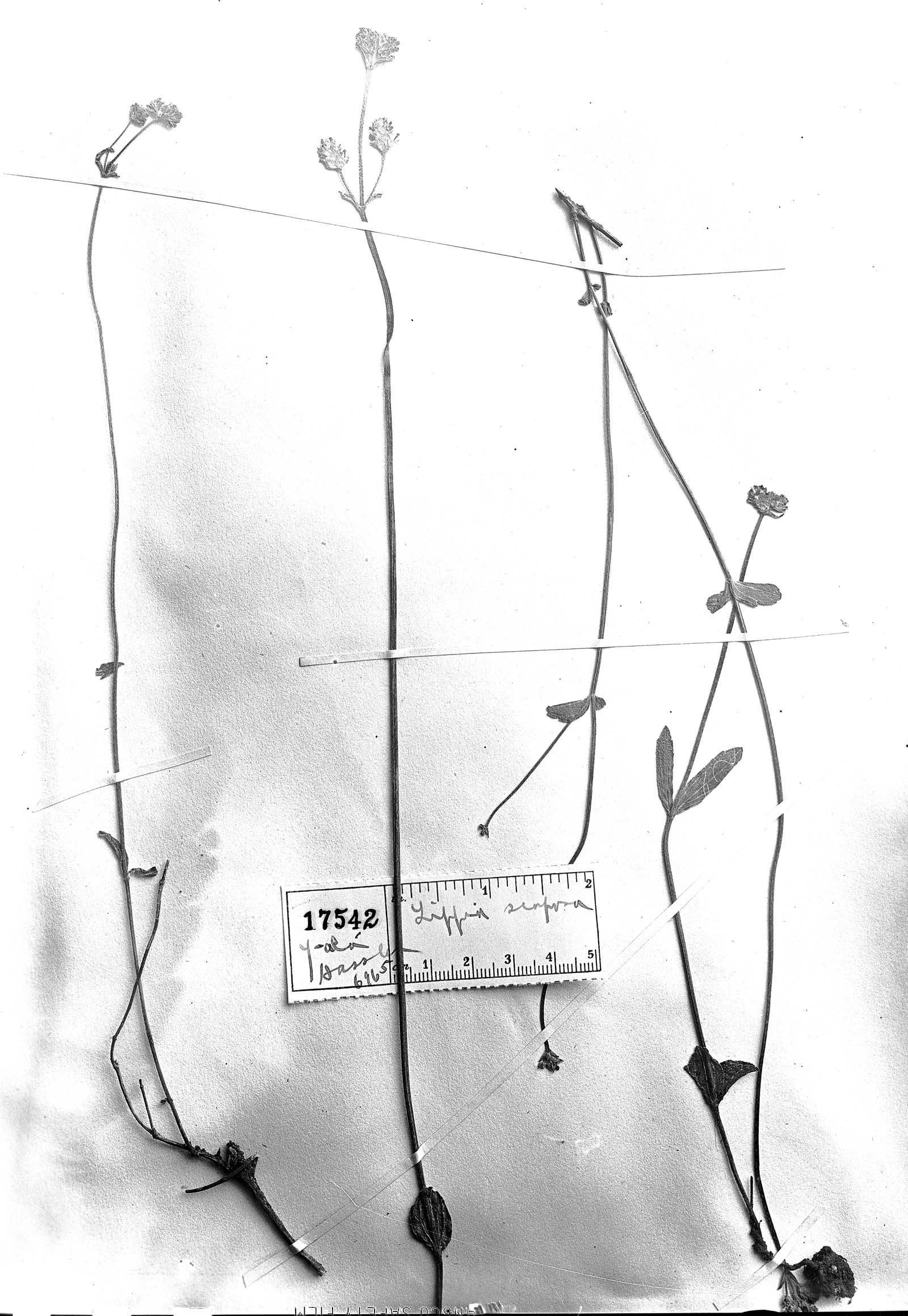 Lippia hieraciifolia image