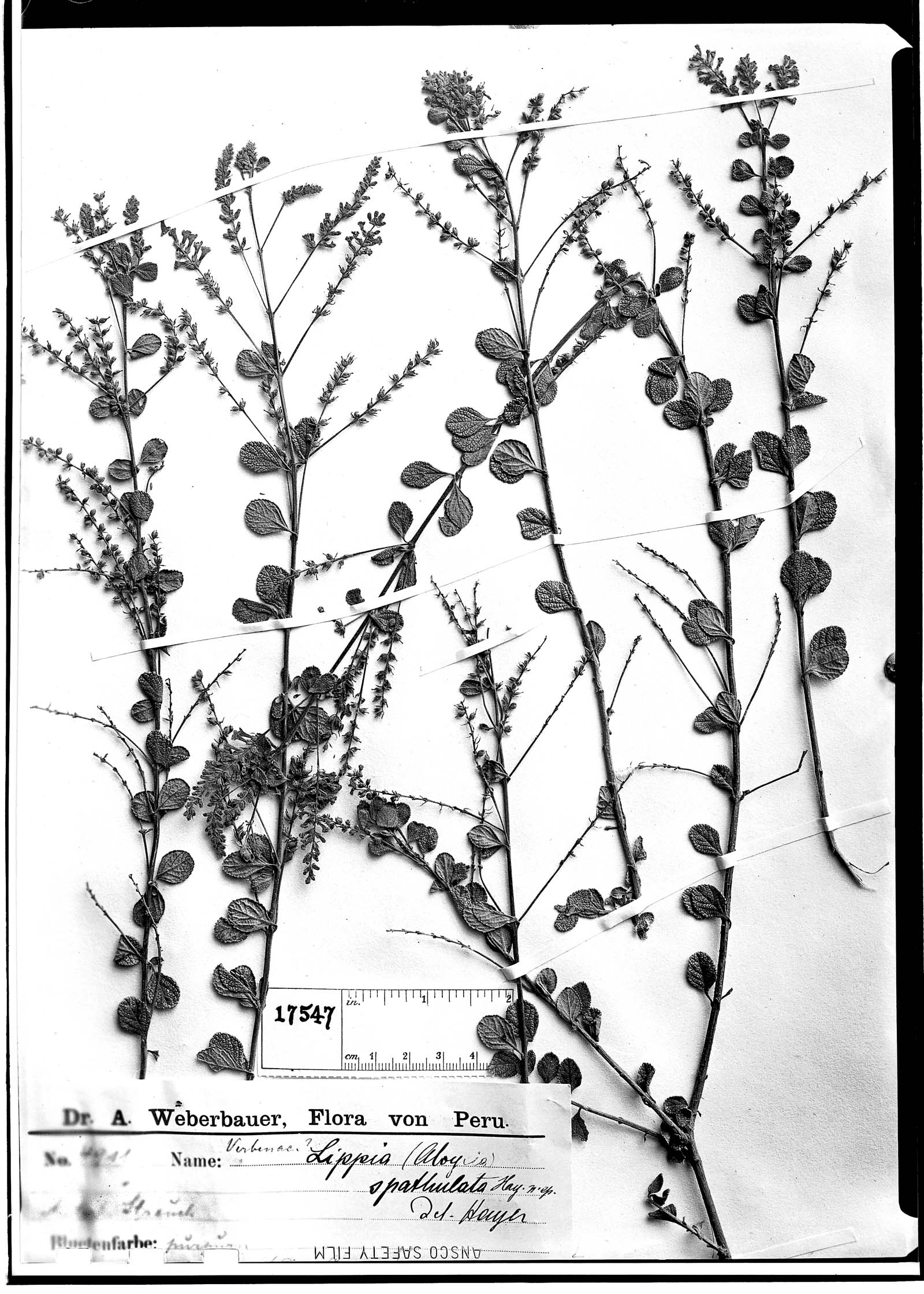 Aloysia spathulata image