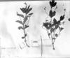 Casselia chamaedryfolia image