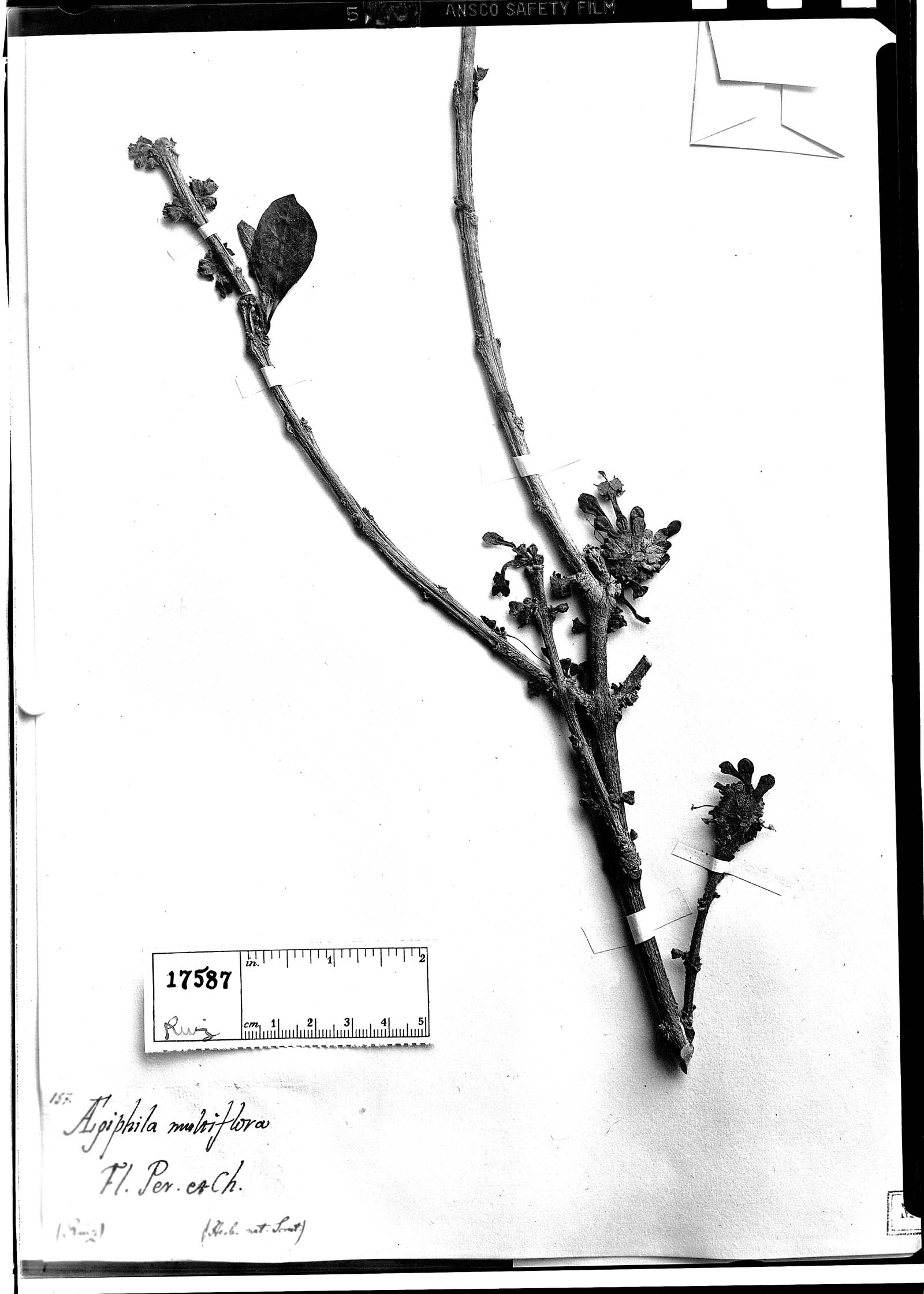 Aegiphila multiflora image